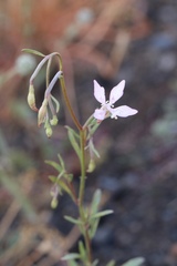 Clarkia modesta