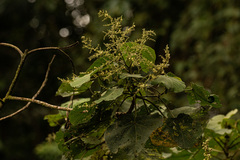 Neoboutonia macrocalyx