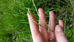 Carex tenera