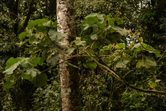 Neoboutonia macrocalyx