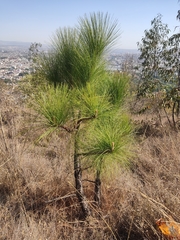 Pinus devoniana