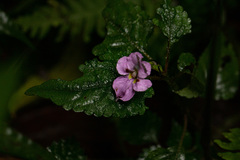 Impatiens ludewigii
