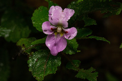 Impatiens ludewigii