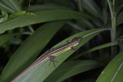 Takydromus septentrionalis