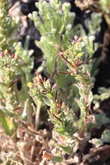 Camissoniopsis intermedia