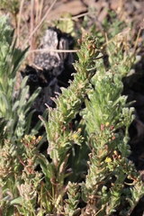 Camissoniopsis intermedia