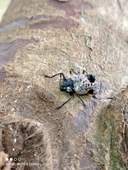Cypherotylus debauvei