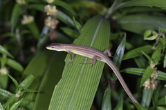 Takydromus septentrionalis