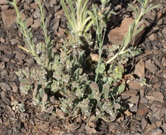 Phacelia phacelioides