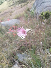Chaptalia hieracioides