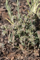 Phacelia phacelioides