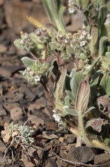 Phacelia phacelioides
