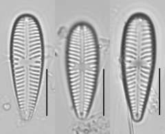 Gomphonella olivacea