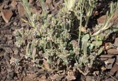 Phacelia phacelioides