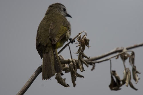 Bulbul Cariclaro (Pycnonotus leucops)