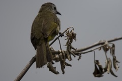 Pycnonotus flavescens leucops