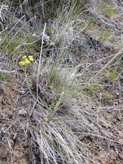 Lomatium simplex