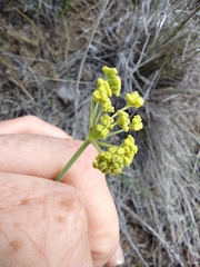 Lomatium simplex