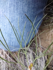 Lomatium simplex