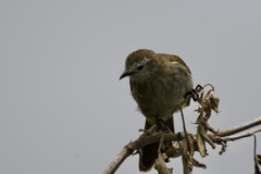 Pycnonotus flavescens leucops