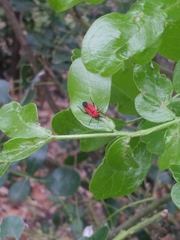 Lopidea major