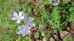 Phlox divaricata laphamii