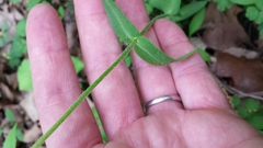 Phlox divaricata laphamii