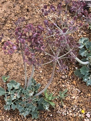 Lomatium repostum