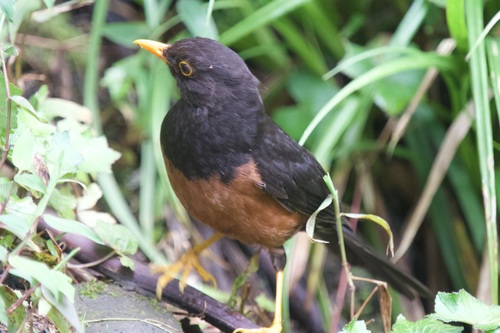 Sunda Island Thrush (Turdus javanicus), photo 2