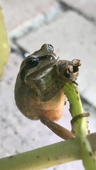 Litoria paraewingi