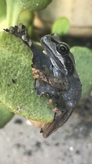 Litoria paraewingi
