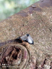 Cypherotylus debauvei