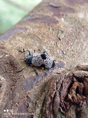 Cypherotylus debauvei