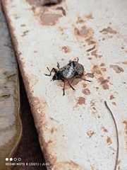 Cypherotylus debauvei