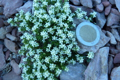 Galium pyrenaicum