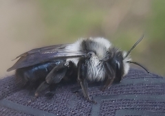 Andrena danuvia