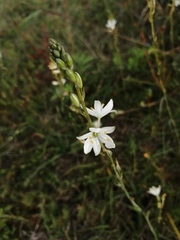 Trihesperus glaucus