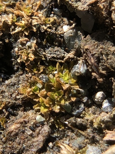 Stanford Screw-moss (Hennediella stanfordensis)