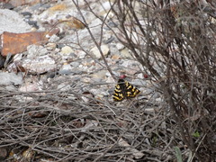 Eurranthis plummistaria