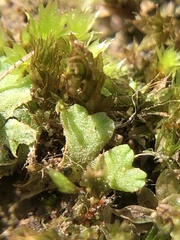 Riccia glauca