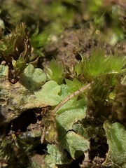 Riccia glauca