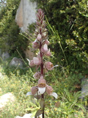 Digitalis lanata
