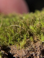 Dicranella staphylina