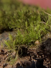 Dicranella staphylina