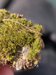 Dicranella staphylina