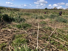 Dicranella staphylina