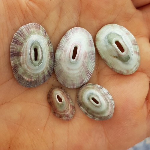 Fissurella virescens