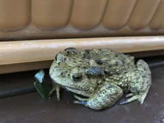 Bufo gargarizans