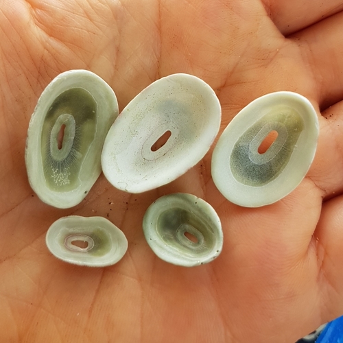 Fissurella virescens