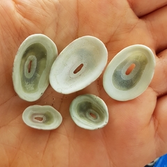 Fissurella virescens